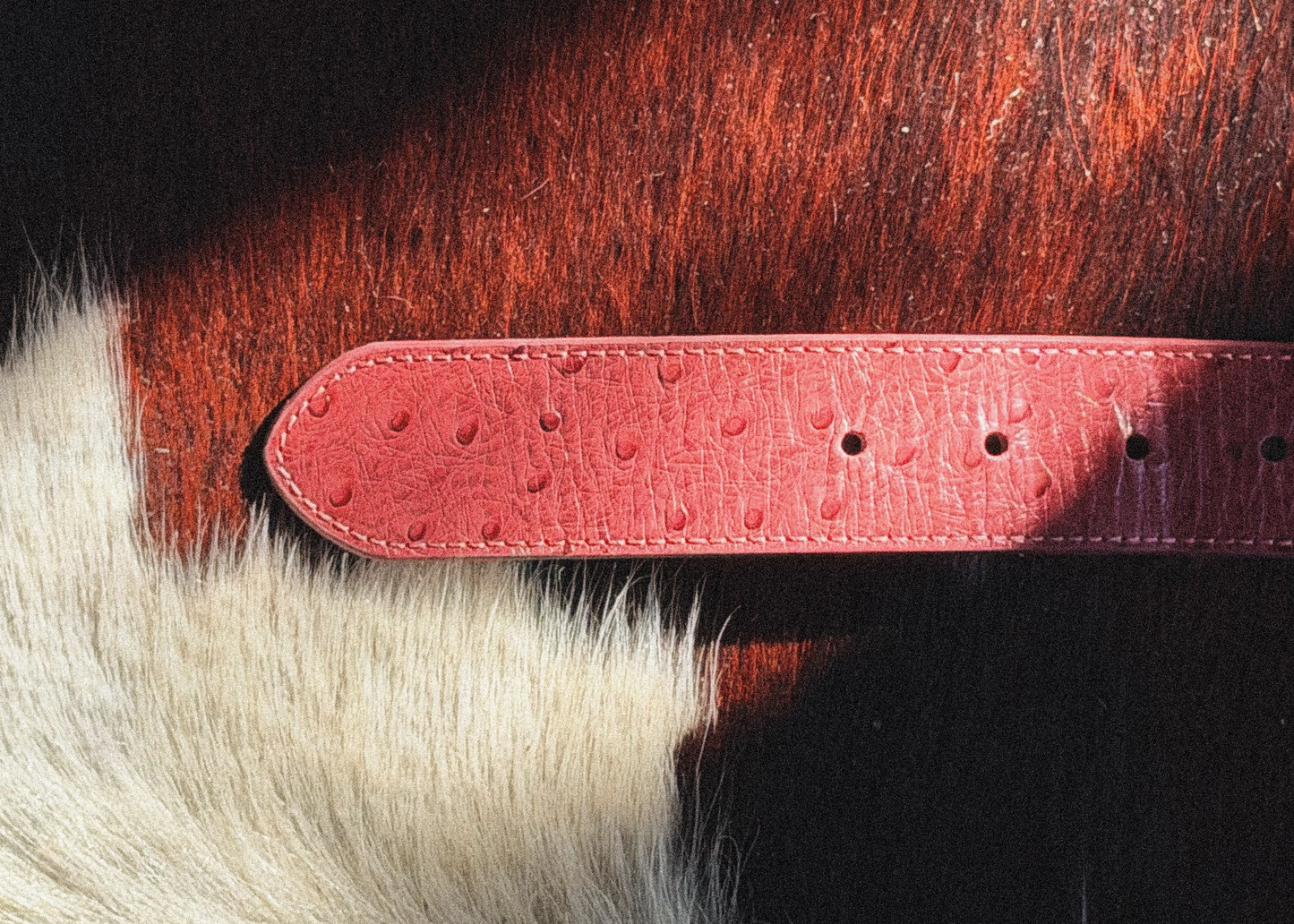 Waxed Bordeaux Red Ostrich Quill Belt LIMITIED QUANTITY REMAIN